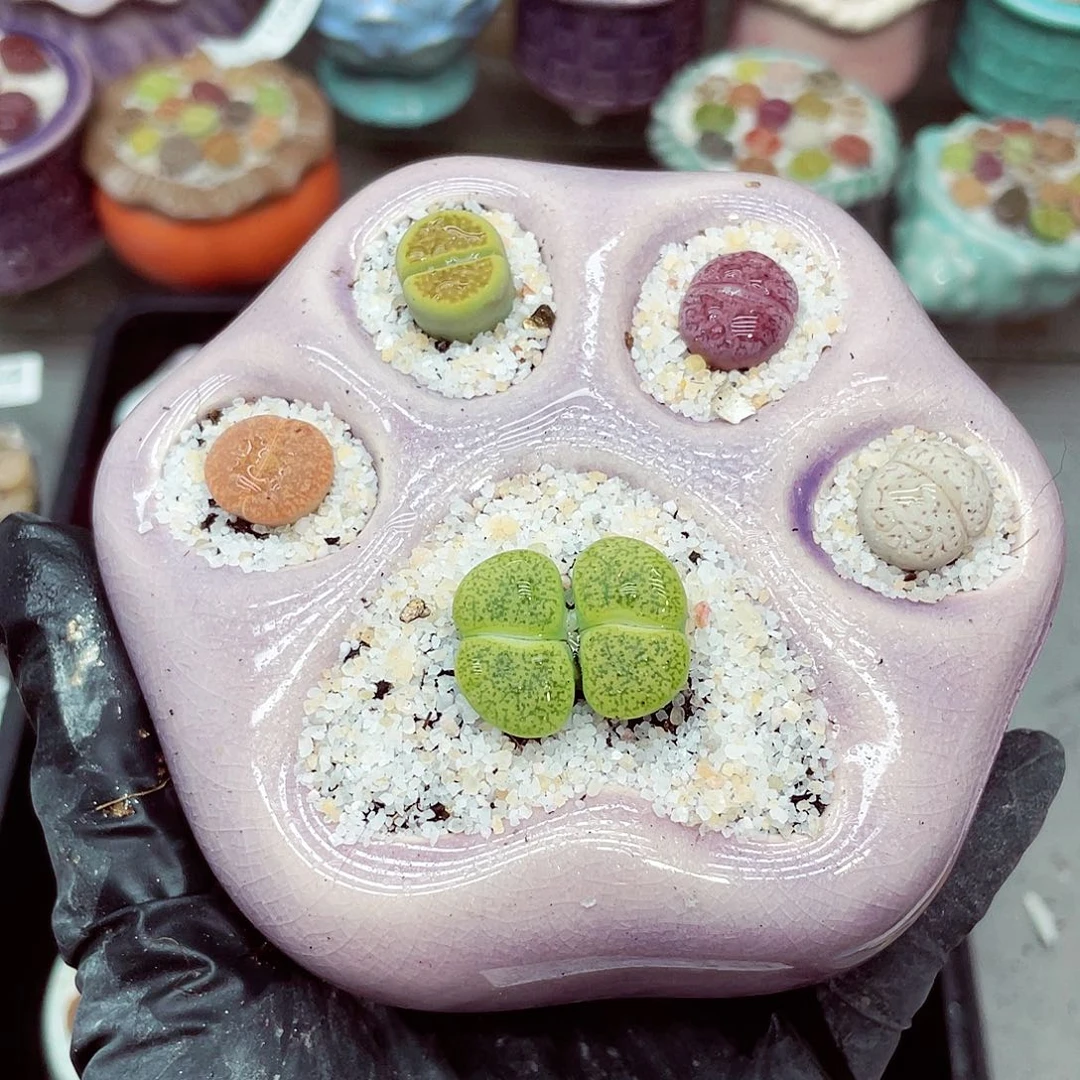 生石花满18包邮1024-214