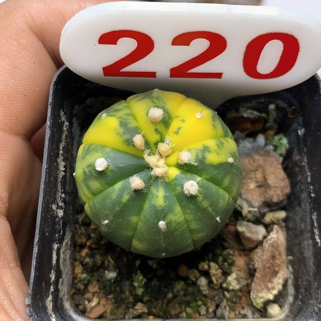 220福利特价咯特价咯