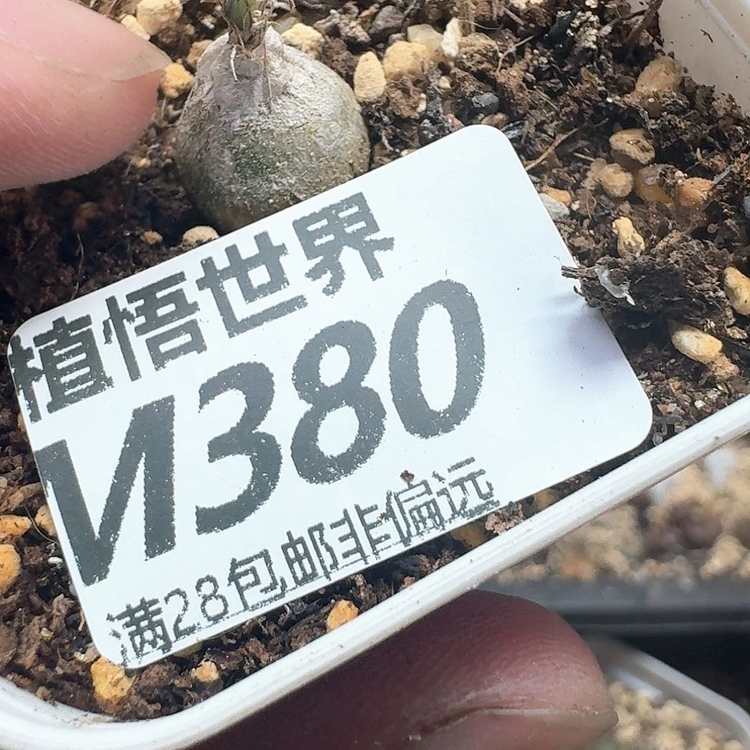 多肉植物的润泽额分