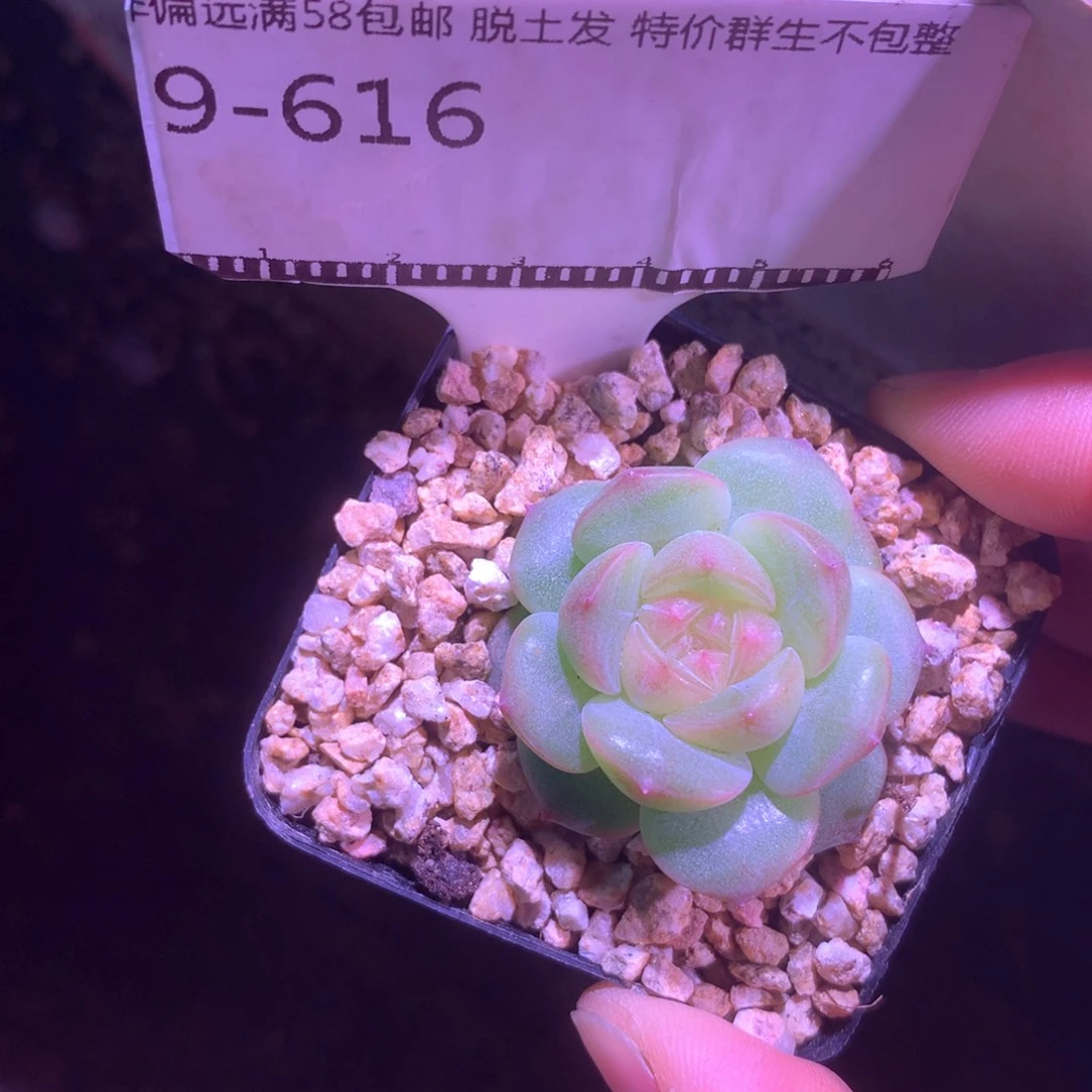 珍妮优选福利精品58包邮