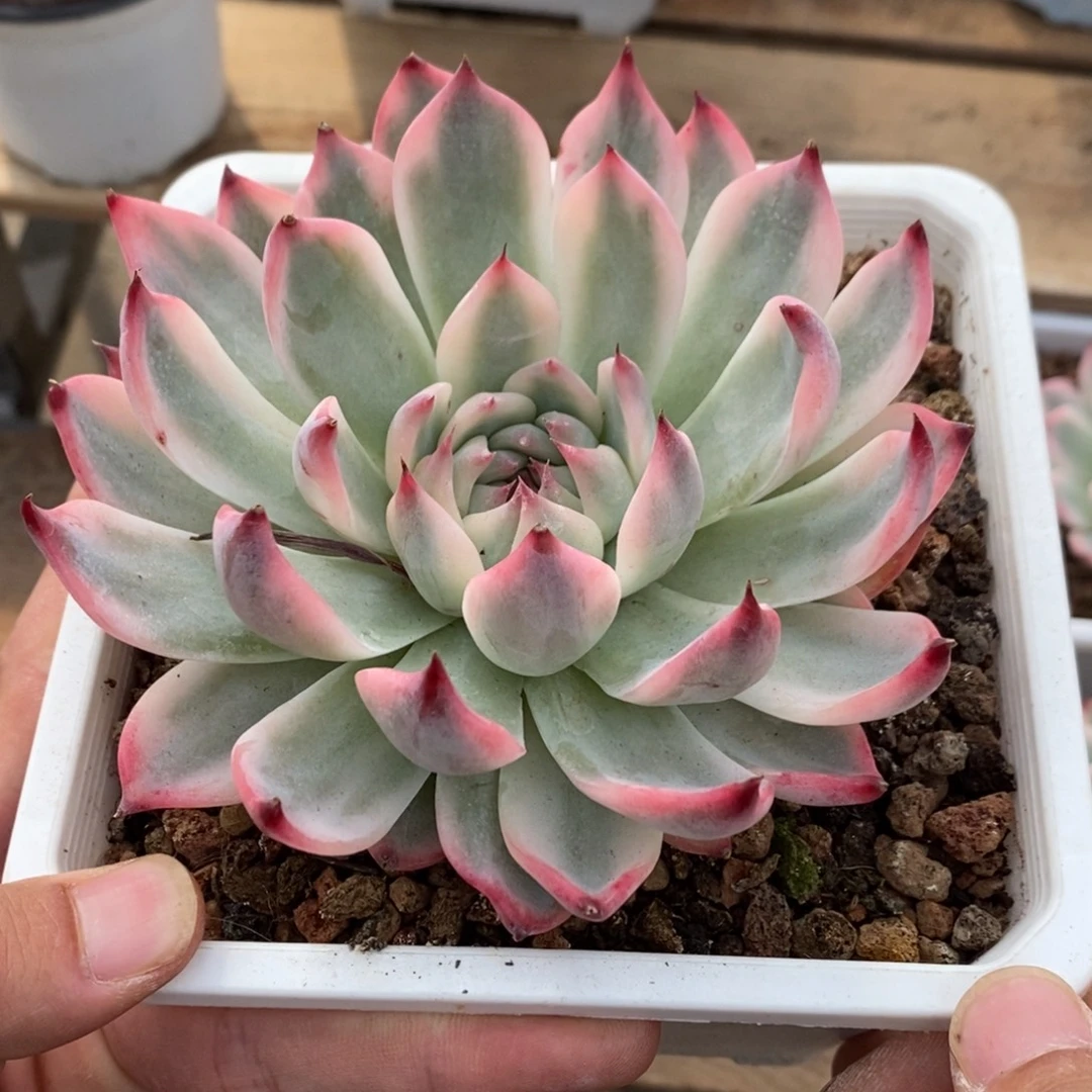 吉娃娃多肉植物8678