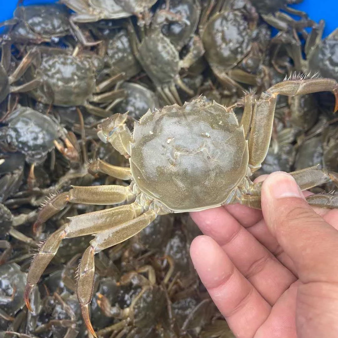 （鲜活 拍10只送1只）六月黄大闸蟹螃蟹 1两（1/1.3公母不分）  配送到家