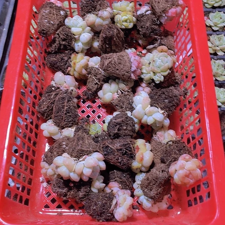 华*子精品福利小穴苗3号