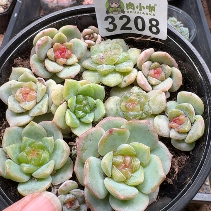 多肉植物多肉植物