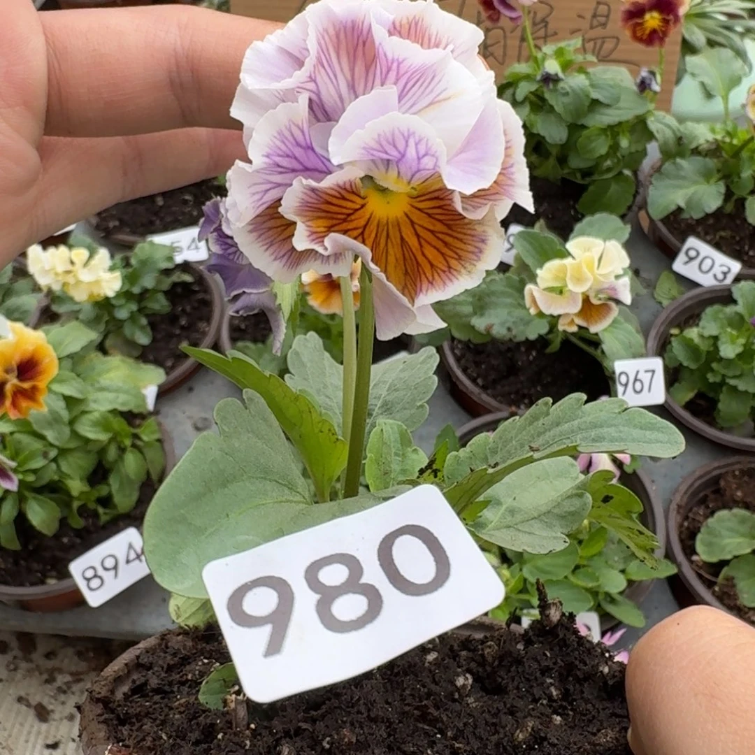 大部分花苞少量开放980