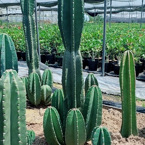 完全开放110公分左右脱土发货量天尺老桩