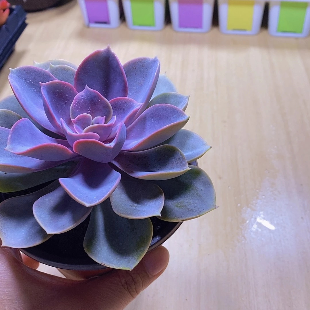 无花朵多肉植物紫珍珠90