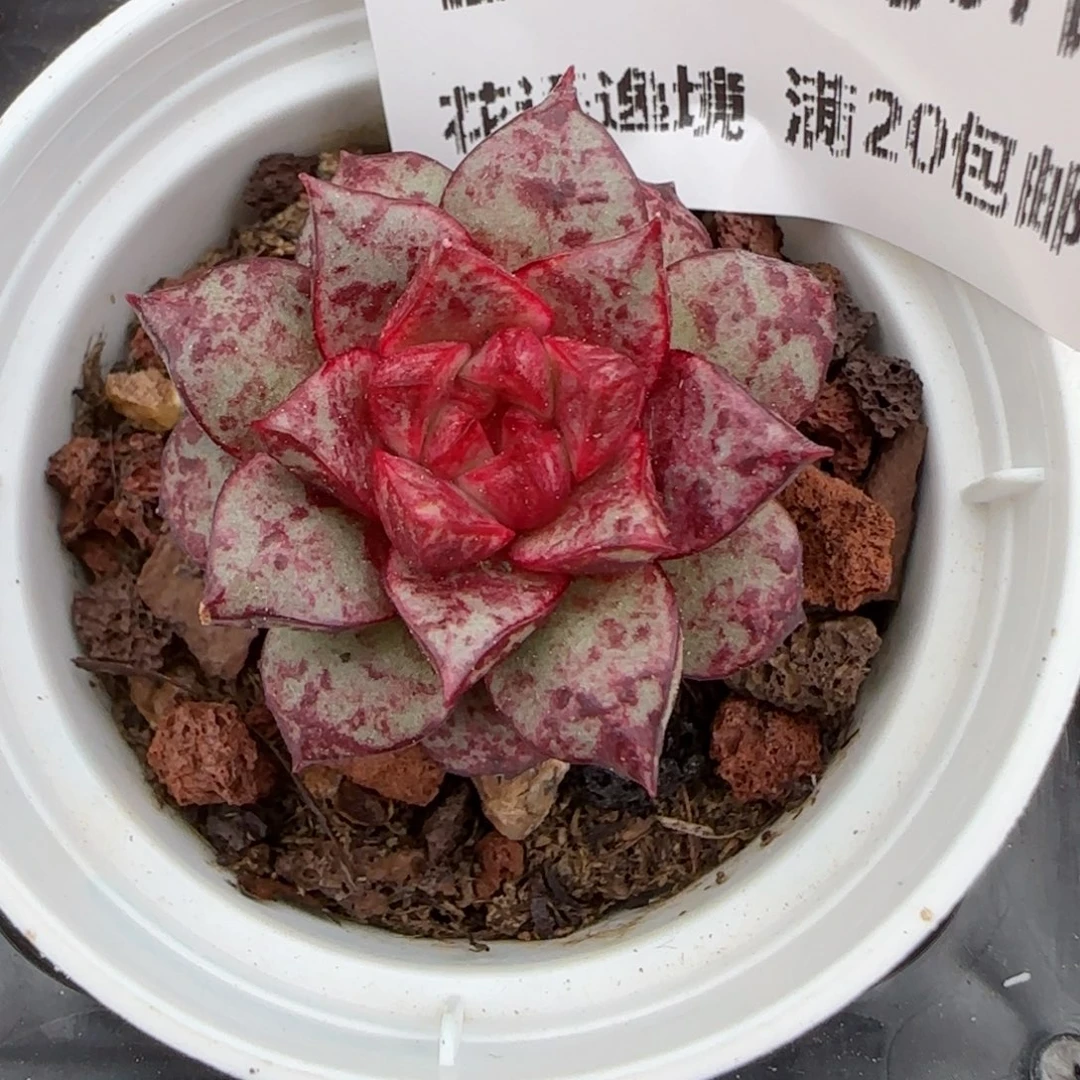 花语逸镜0207-285