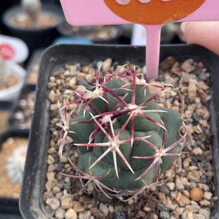 实生大红鹰0097000