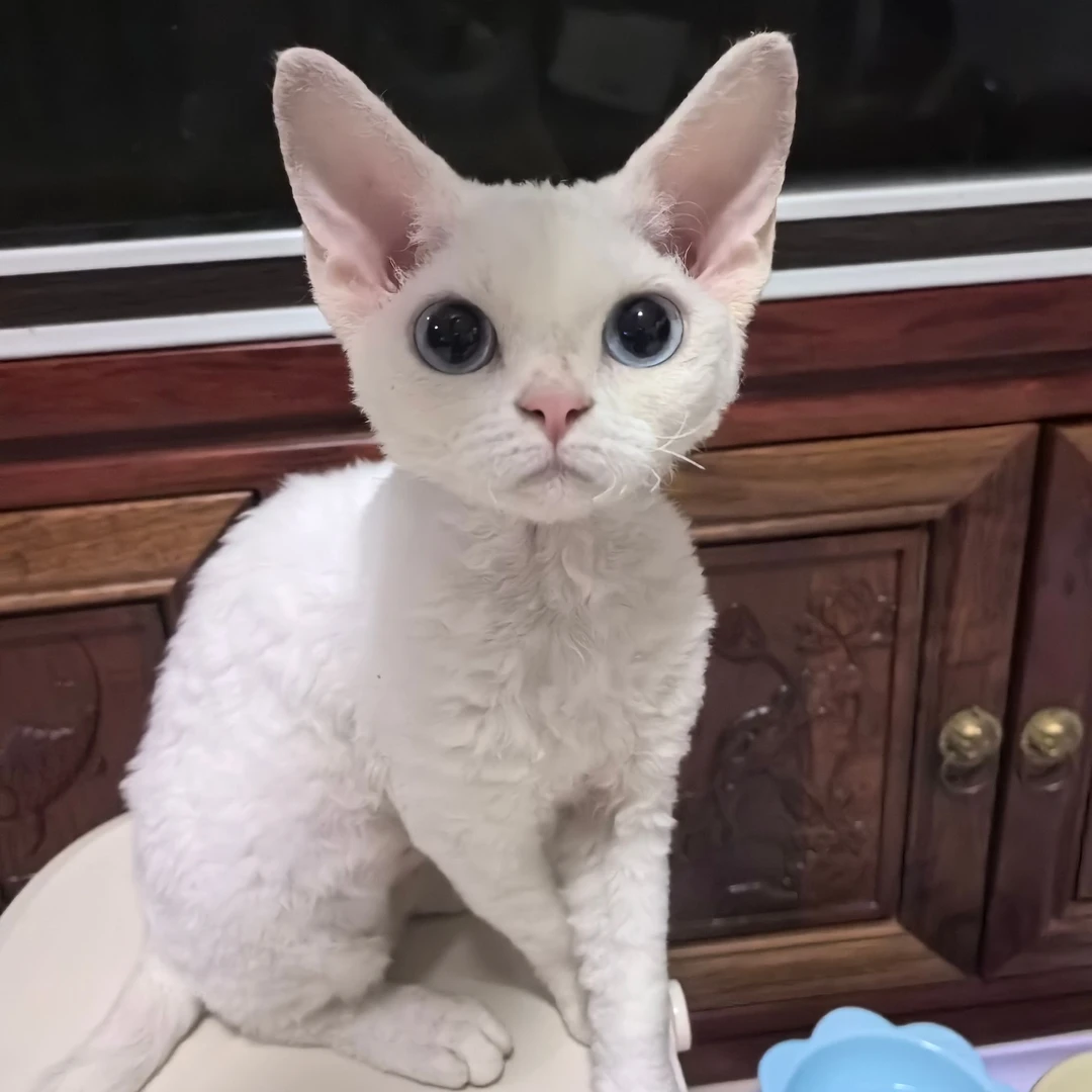德文日记猫咪活体链接