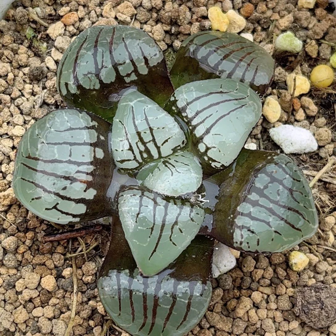 117水晶魔界福利专场