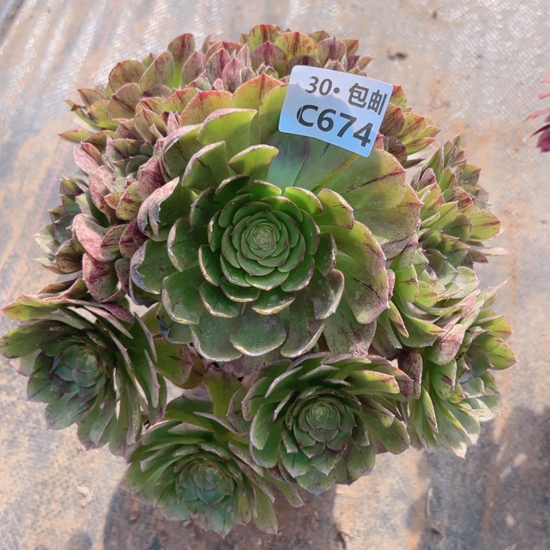 674 万拉丝多肉法师