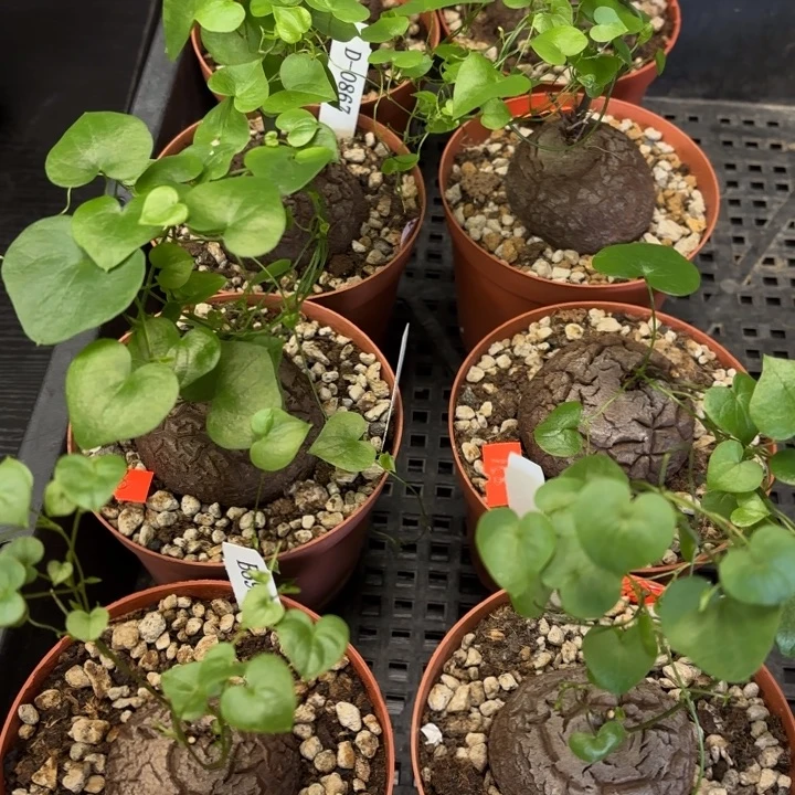 158一颗任意挑不退不换