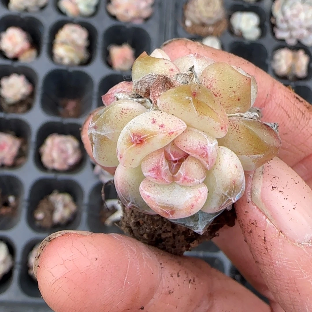 多肉小卡拉米糖心一物一拍