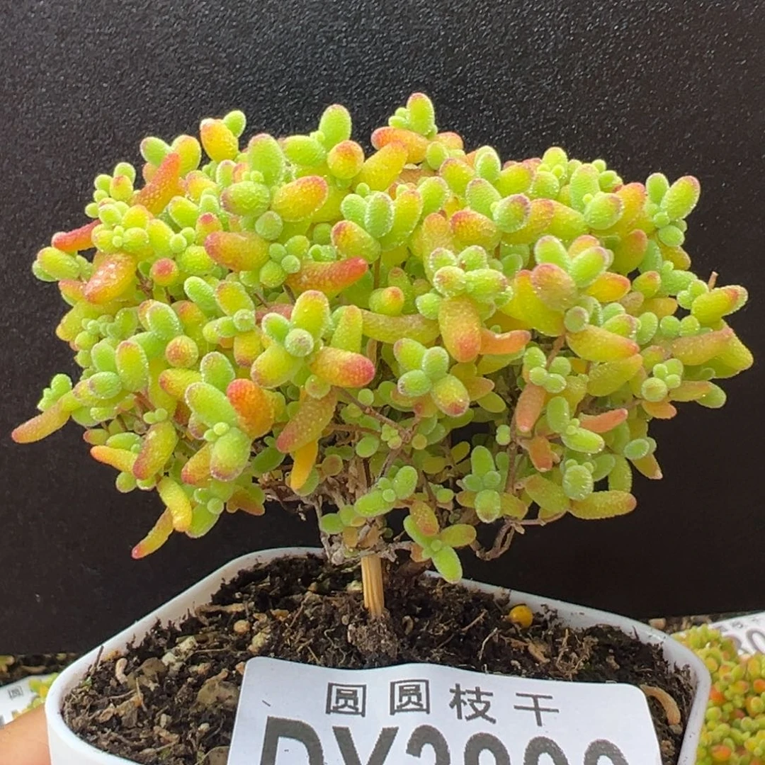 dy3806老桩双叉精控蜜橘糖球冠幅6.5cm