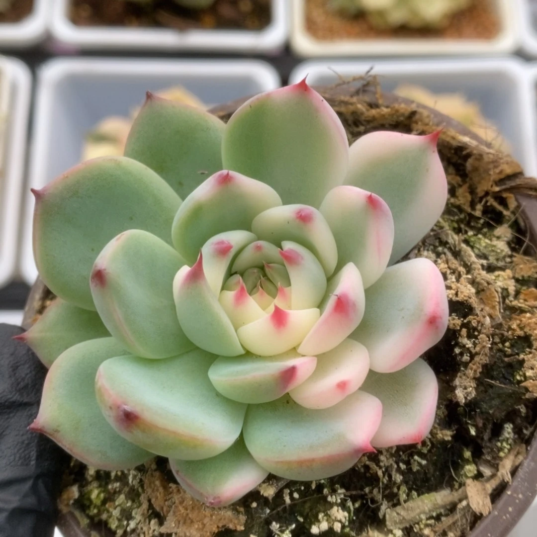 537锦锦锦锦锦锦锦锦锦
