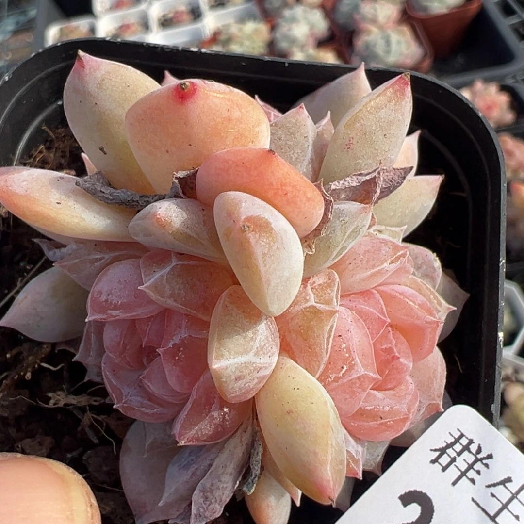 小卡拉米糖心一物一拍29-78