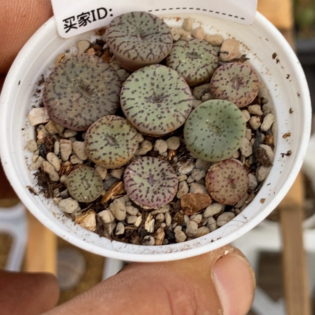 4171直播间一物一拍