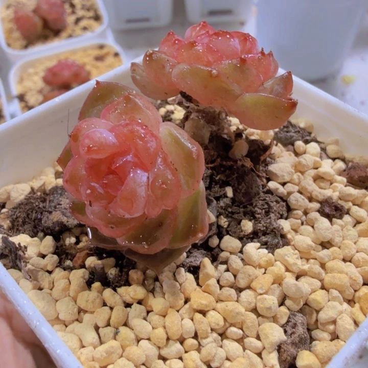 玉琉璃琥珀双头一颗