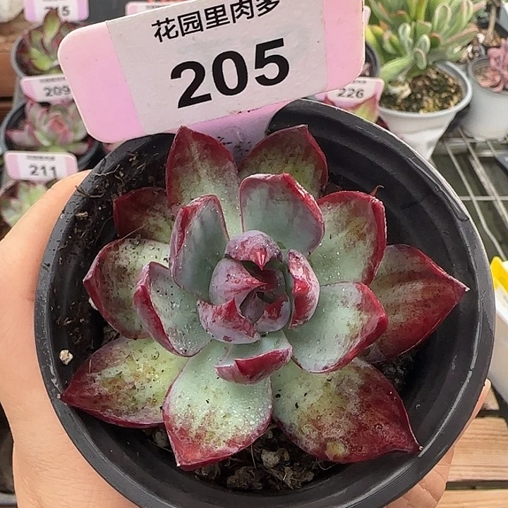 205 惊鸿仙子多肉植物