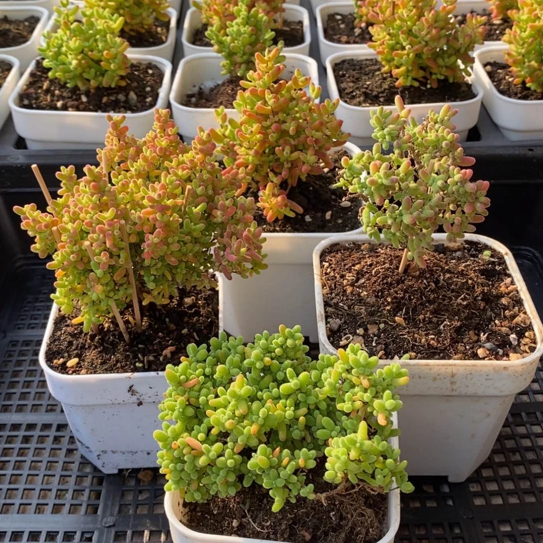 枝干番杏多肉植物601