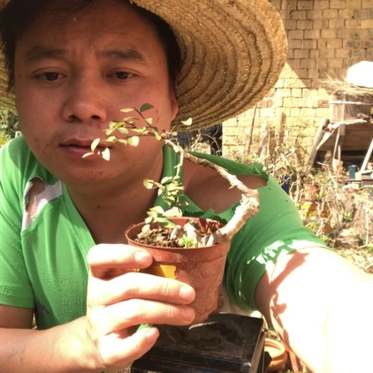 无花朵盆景盆栽植物（不包成活率，不退不换）