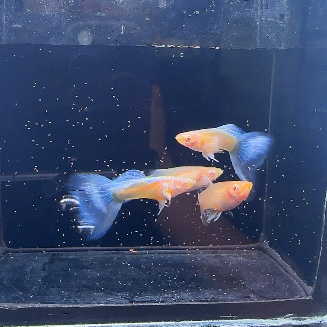 孔雀鱼紫白飞船2对 28号