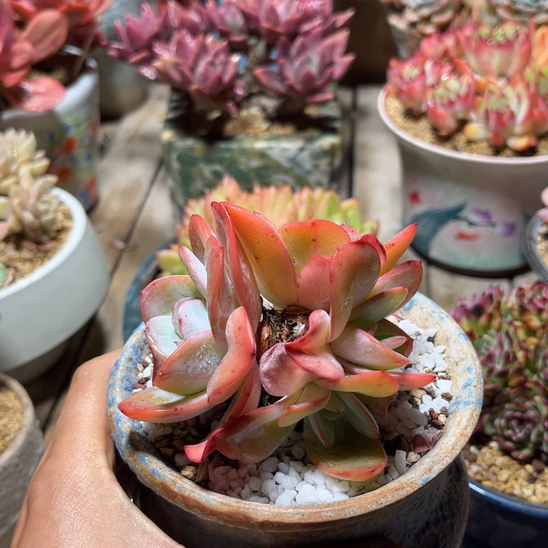 布鲁蓝多肉植物duinvn