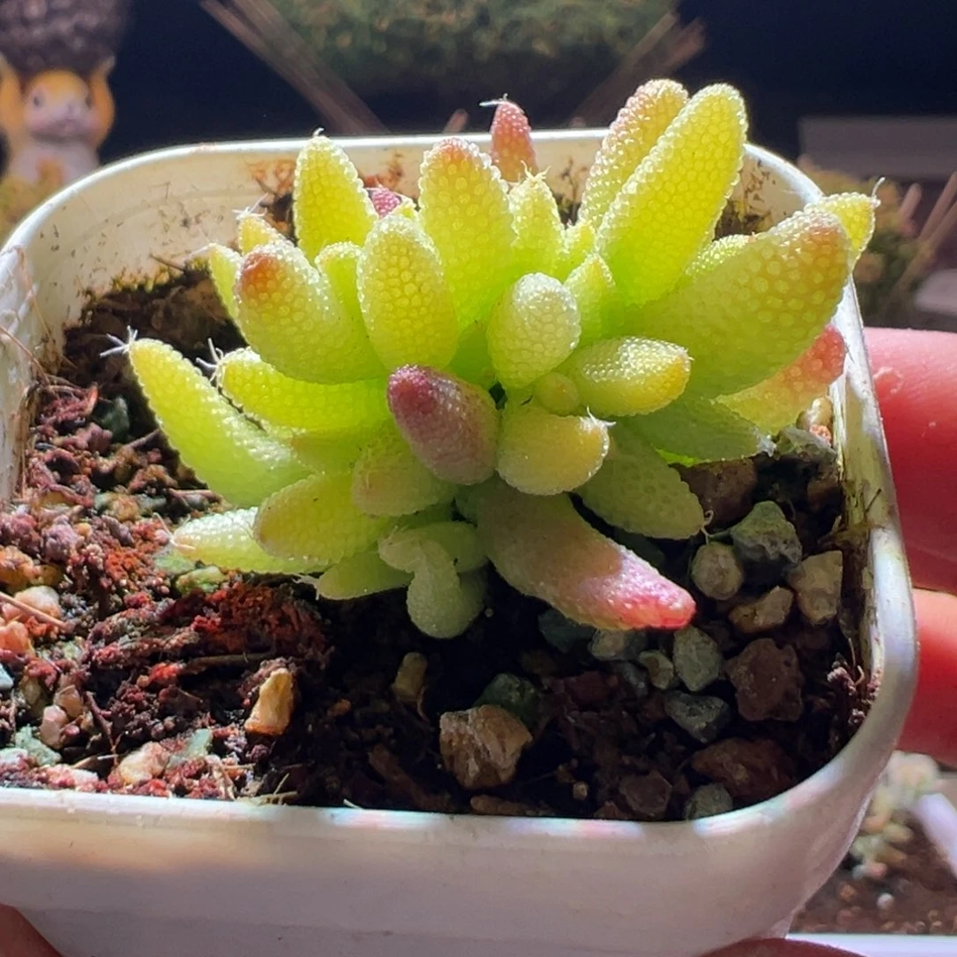 665玉米锦一物一拍带盆土发货