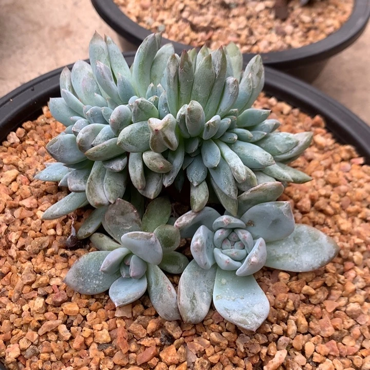 多肉植物叶插星影树缀