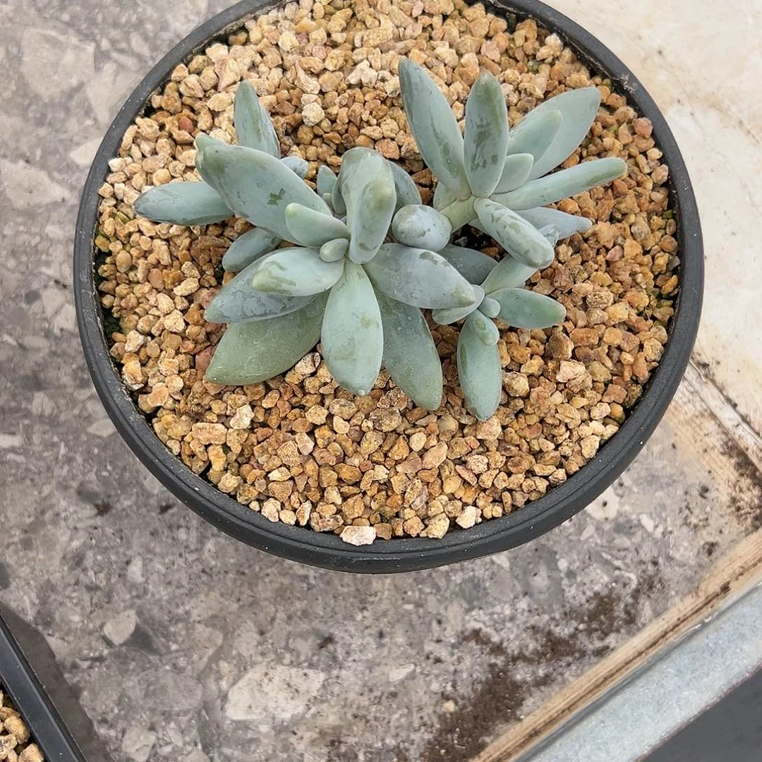 【闪购商品】企鹅福利