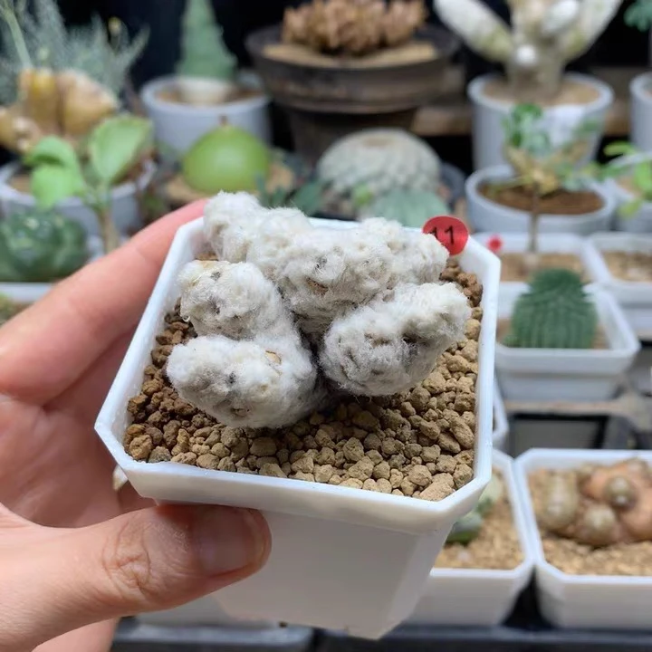 刨花厚敦菊母本带盆