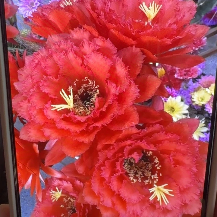 224毛荣耀自花歪5公分左右无根侧牙，20包邮