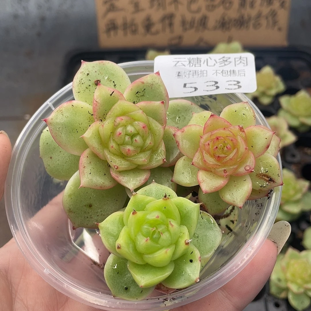 云糖心多肉植物533