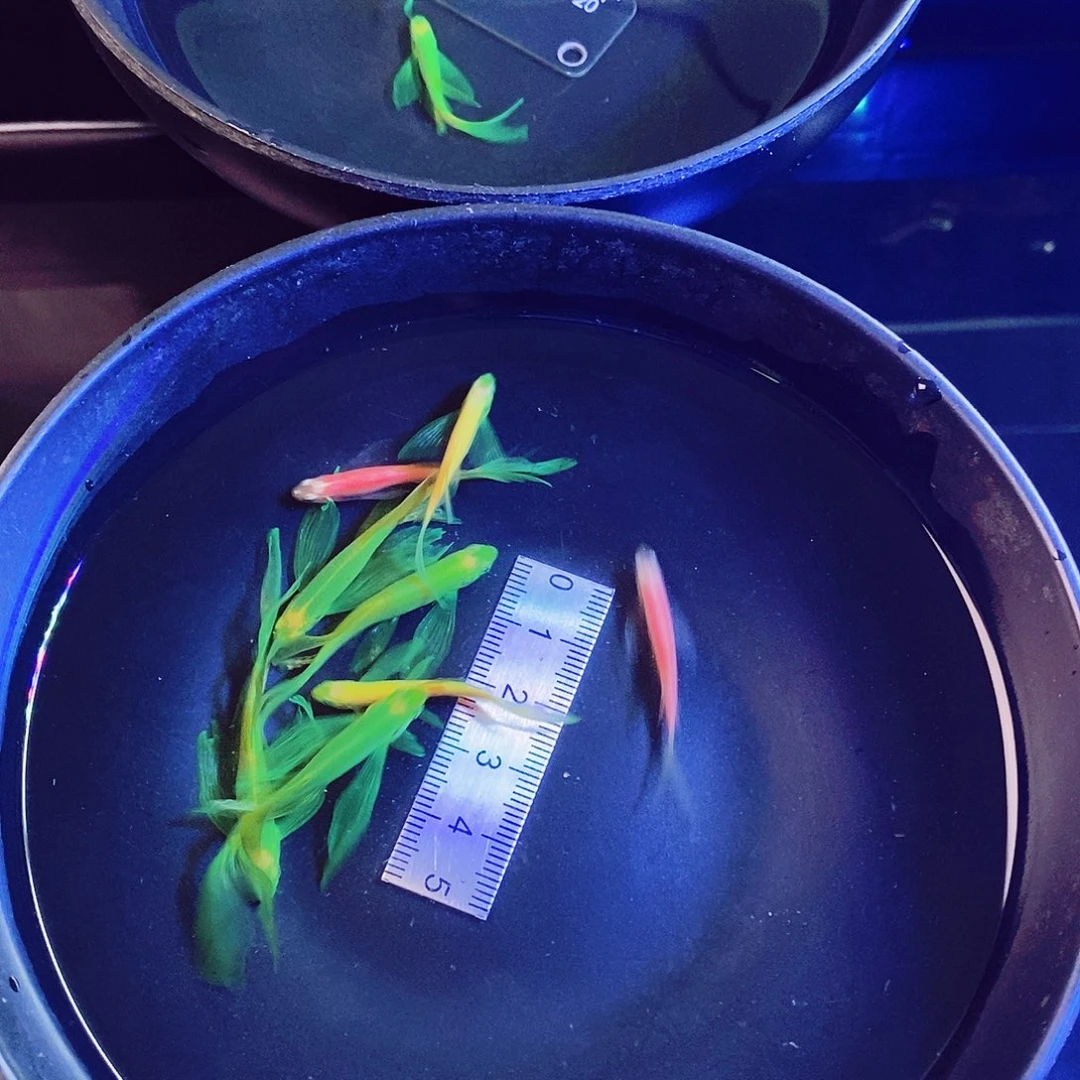 斑马鱼蝶翼斑马2大种鱼翡翠➕中2龙➕2中红