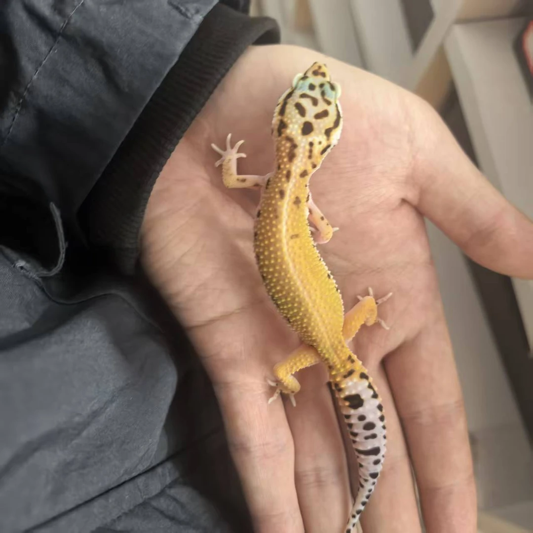 11.21直播间竞拍 暴龙 6号