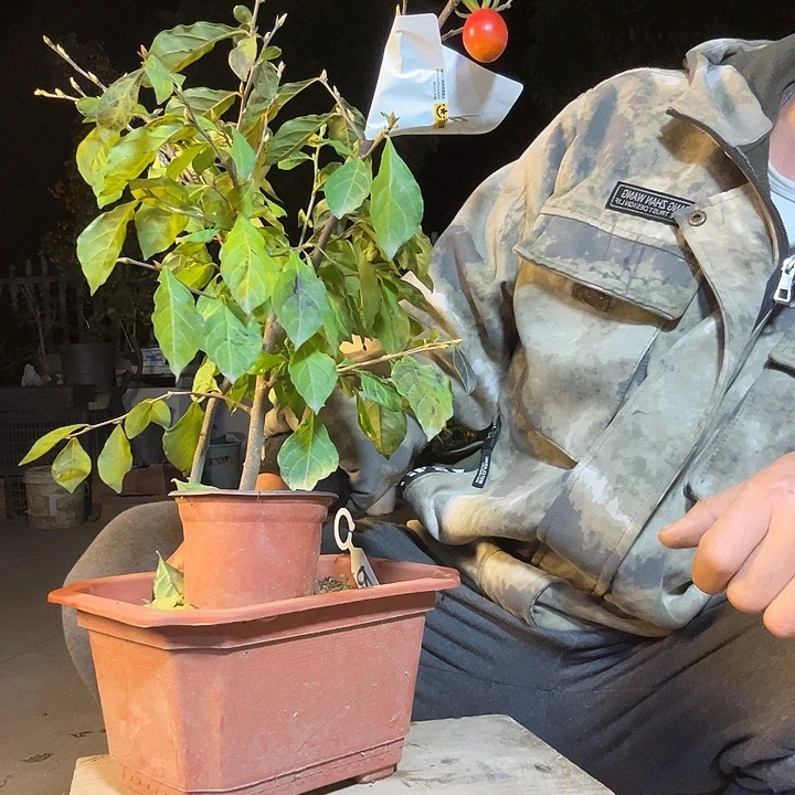 大***敏无花朵盆景素材老鸦柿