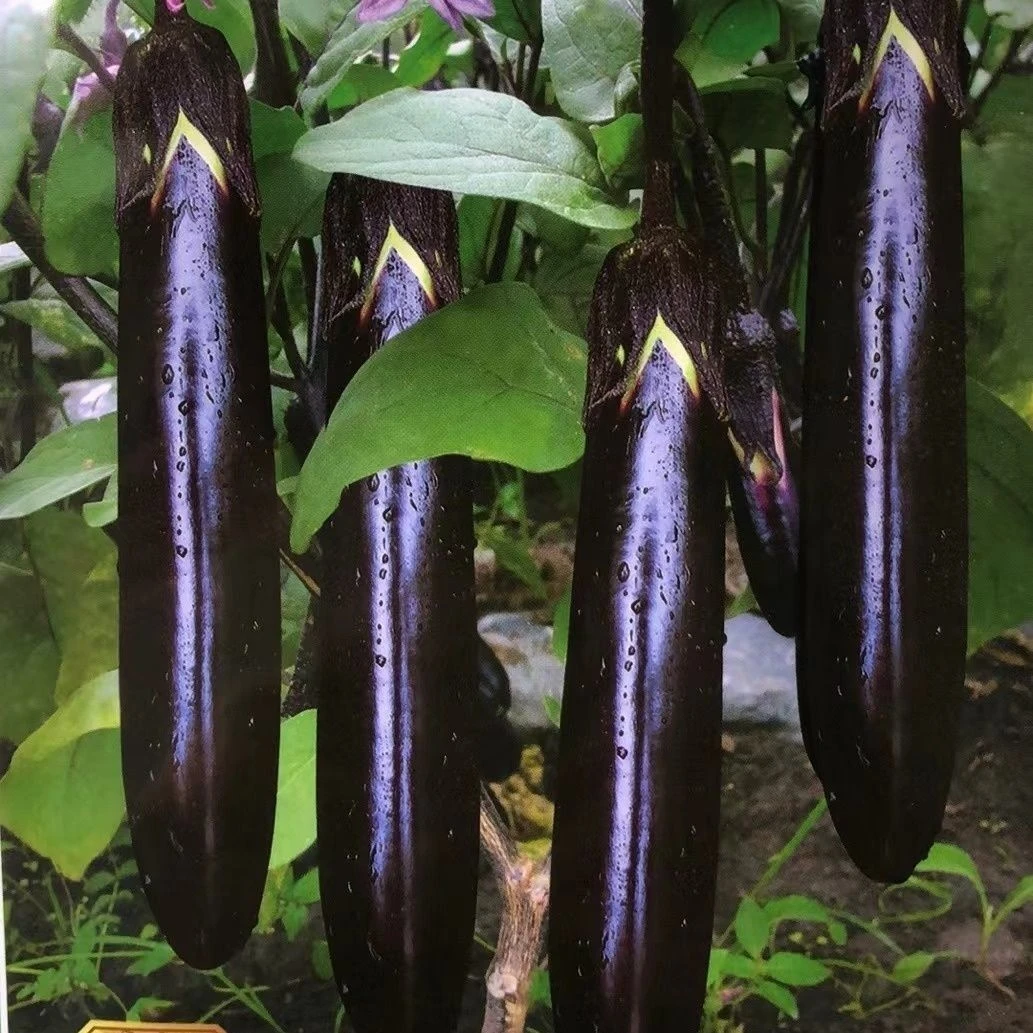 【黑又亮长茄种籽】一包也包邮下单送肥料