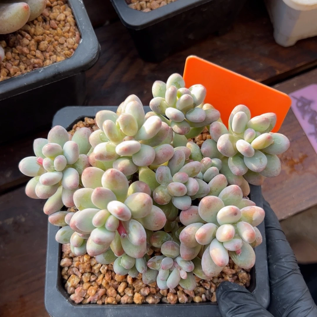 苹果奶11111111111111111