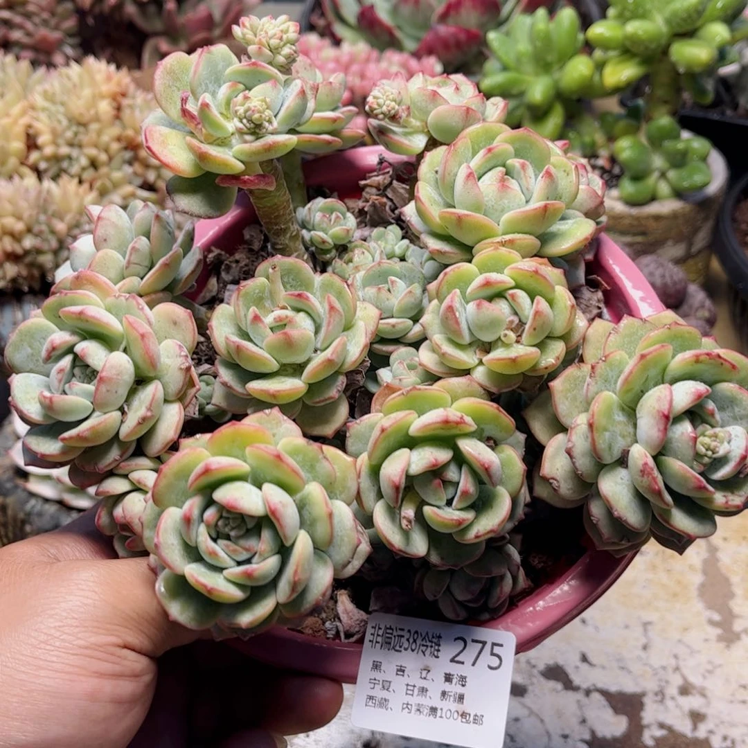 275香草德华多肉