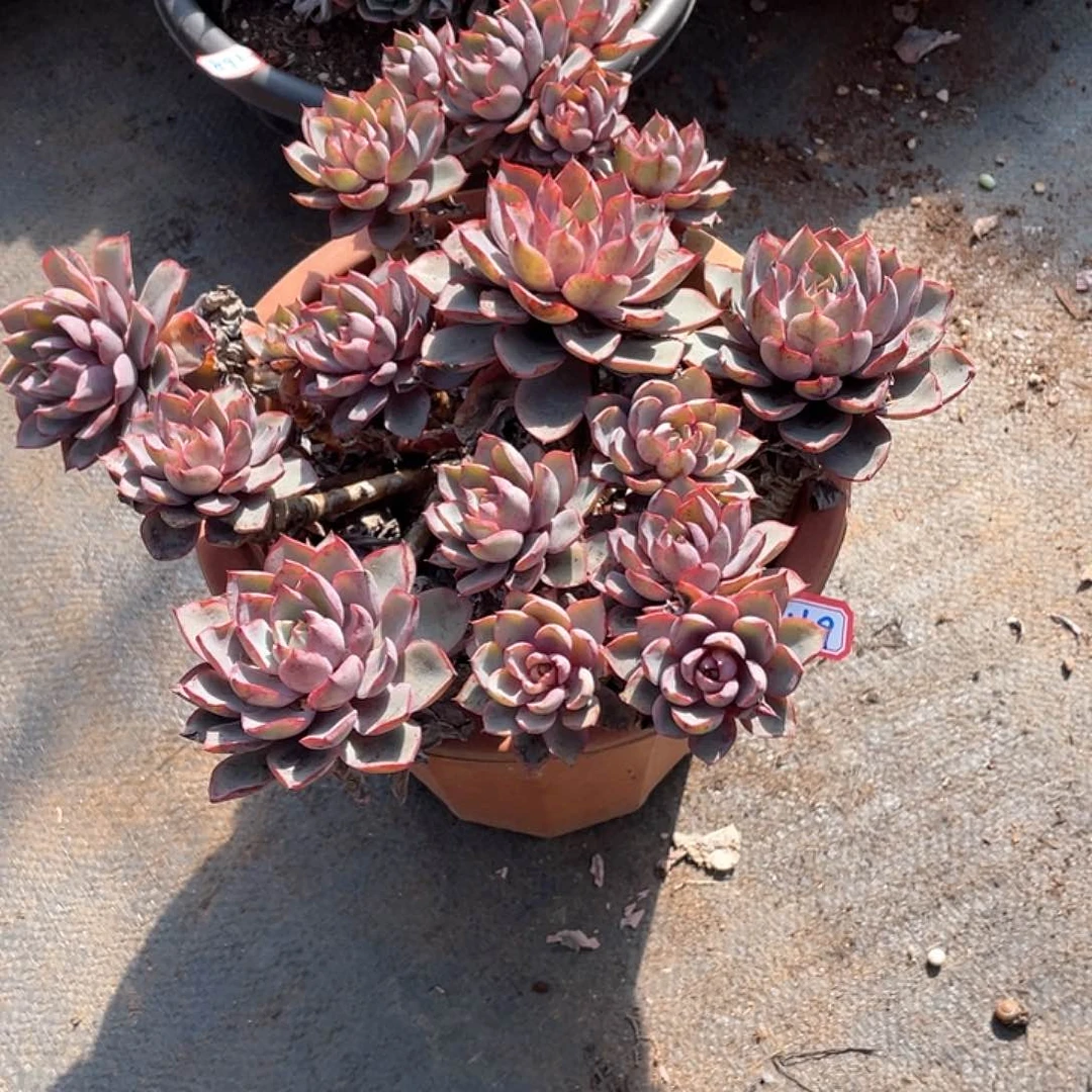 169赫拉 一物一拍多肉