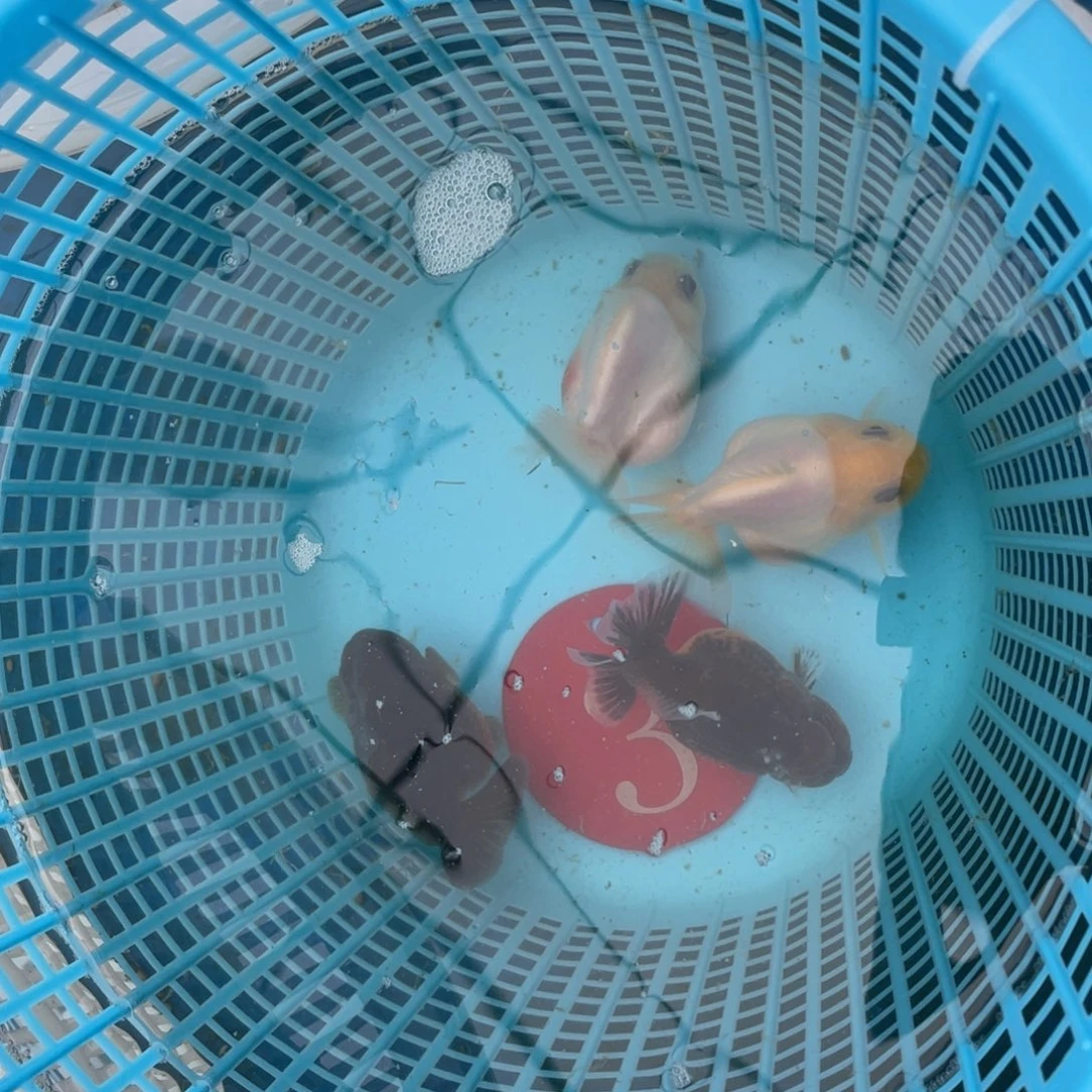 金鱼只挑颜色不论品相4条包邮