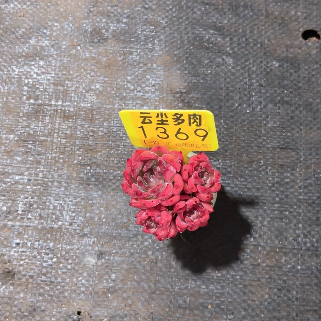 倾***物云尘多肉一物一拍1369件