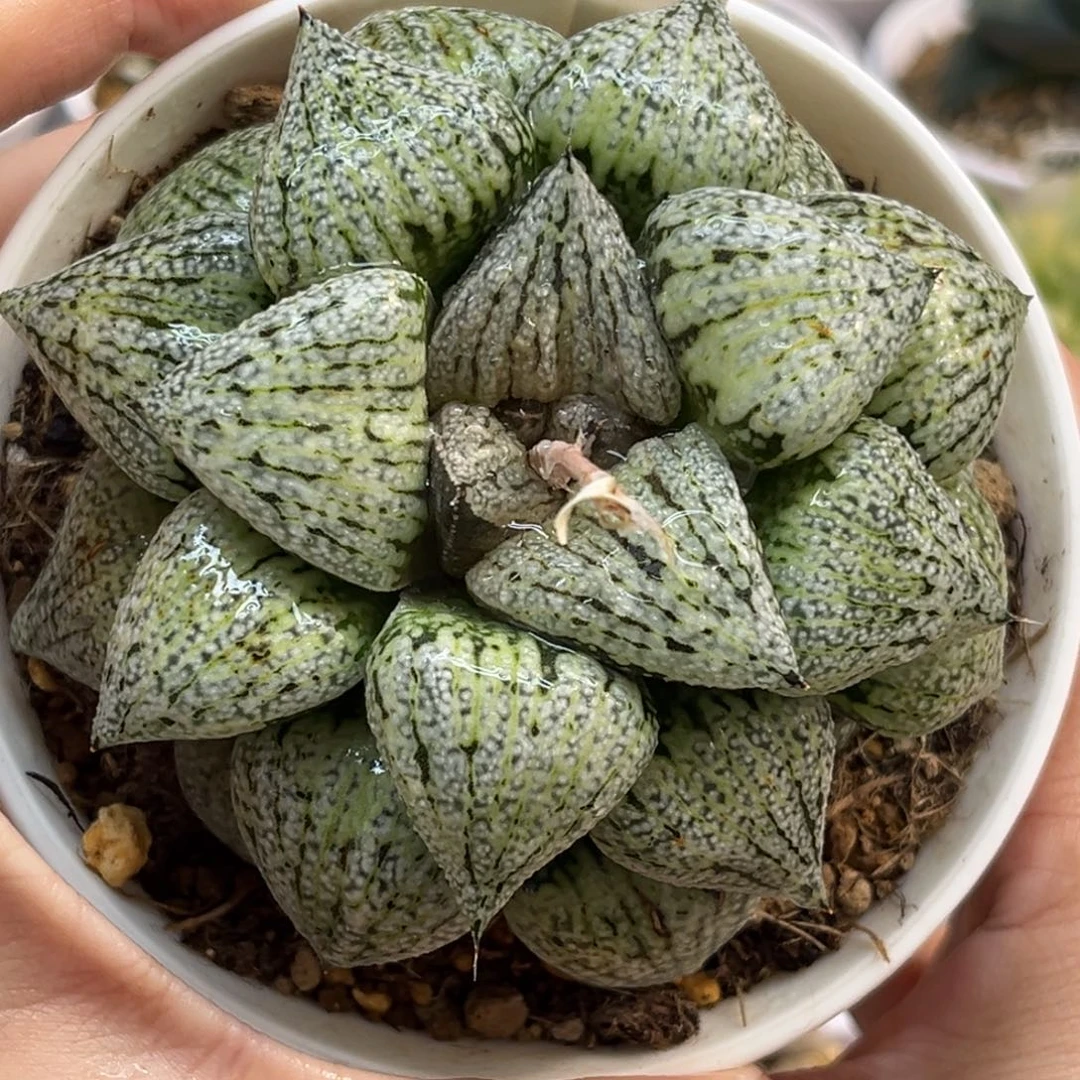 72母本奄美白银福利专场