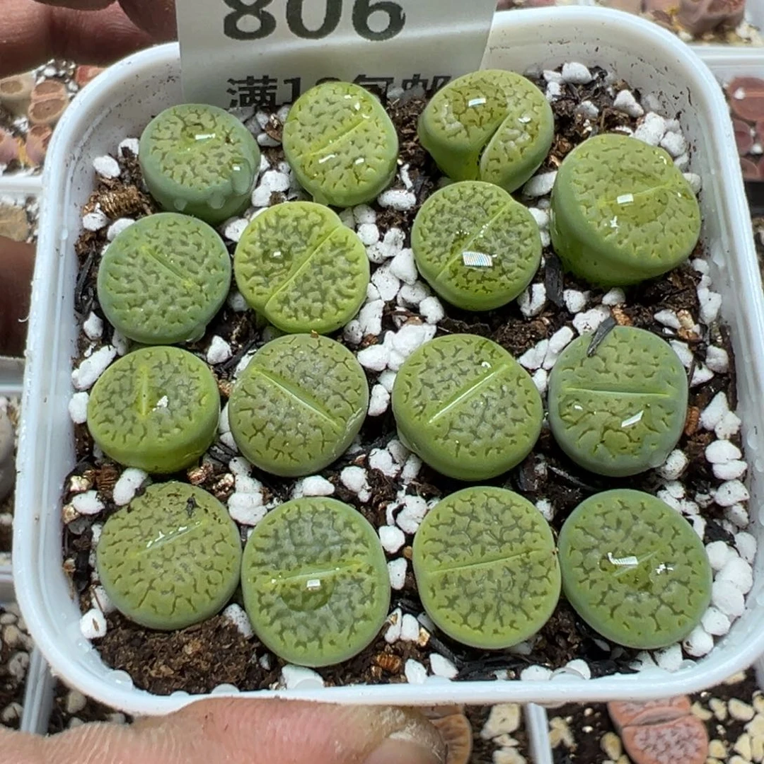 【闪购商品】 806。