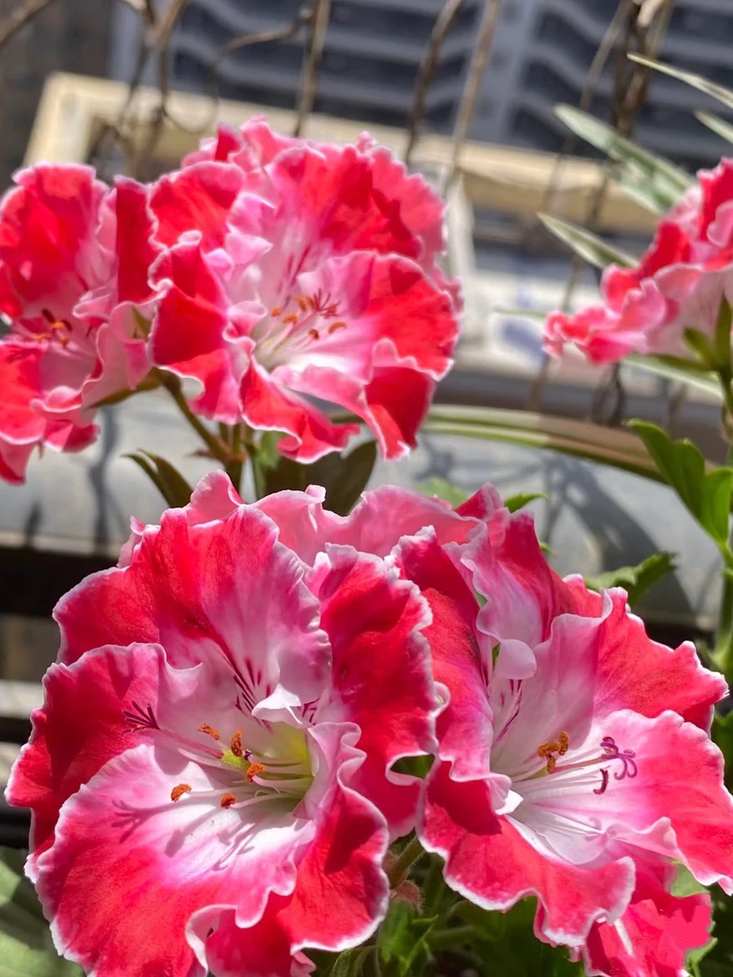 蝴蝶梅—【丽江天】大花天130中苗包对版