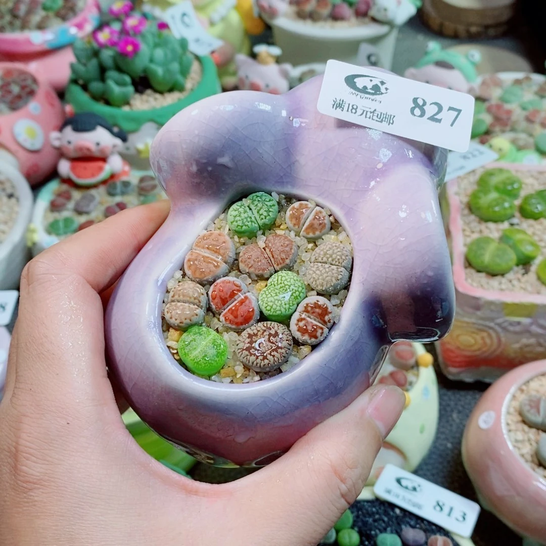 生石花花花花花827