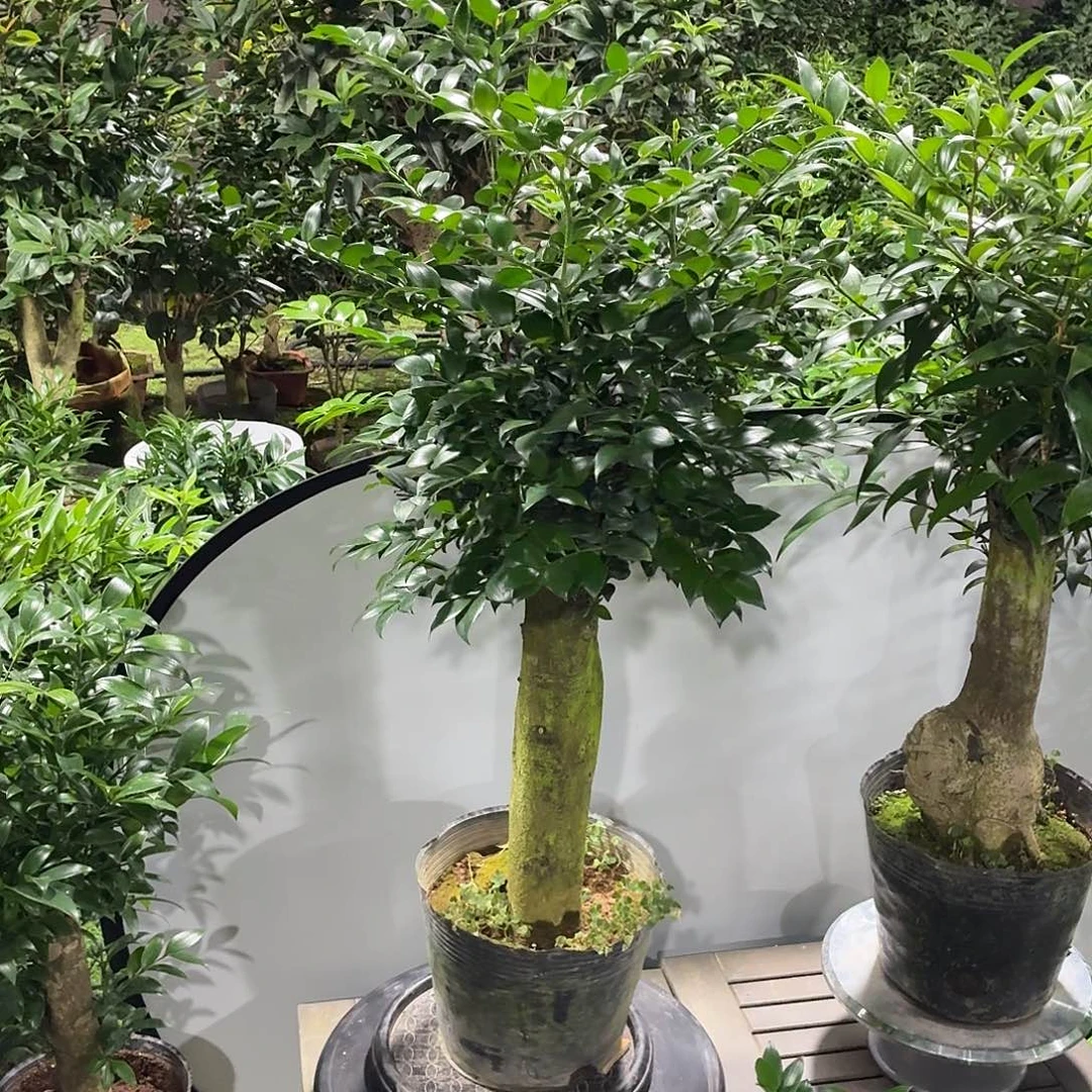 完全开放竹柏老桩一物一拍顺丰包邮