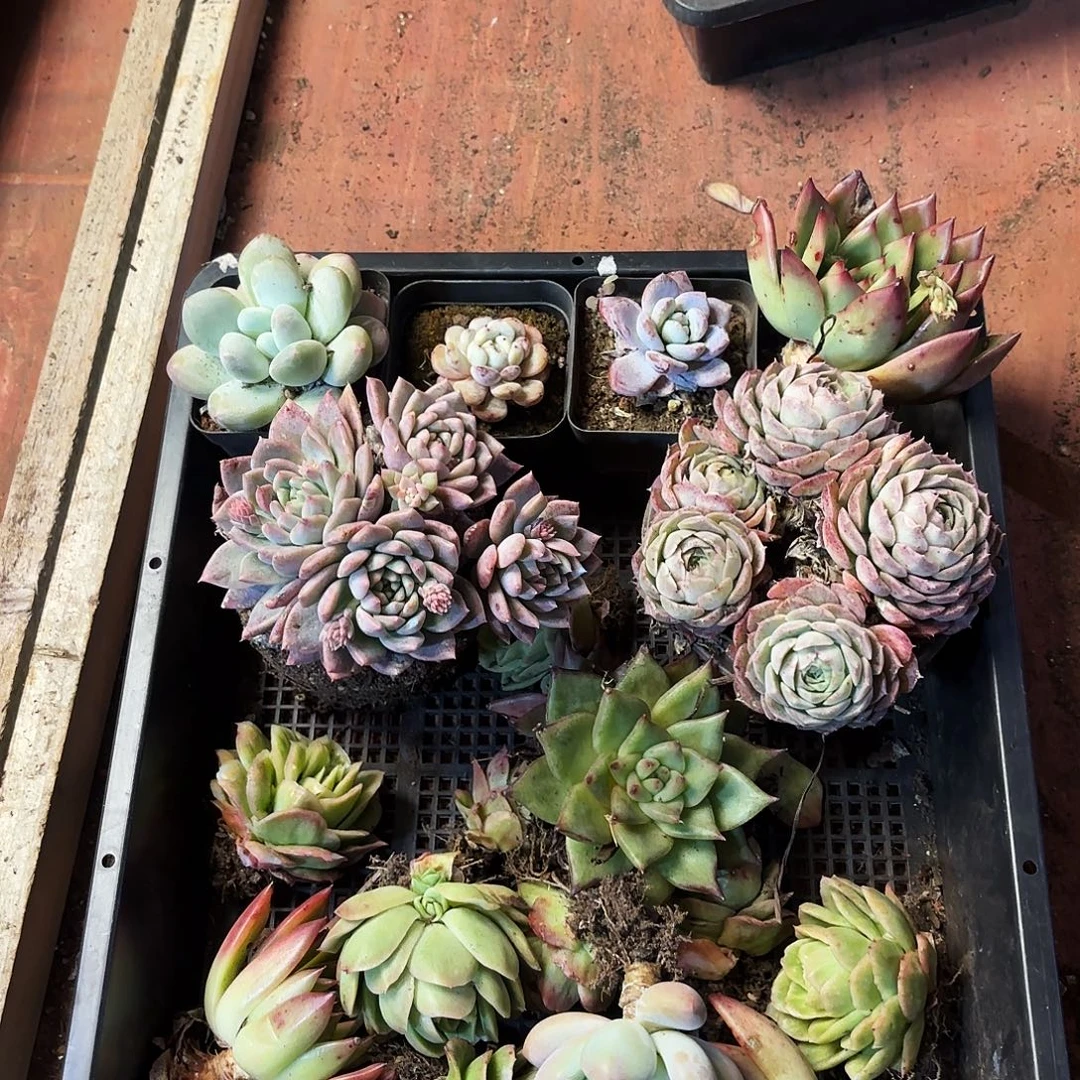 多肉框拍017钩子哥