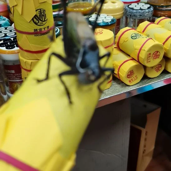 相***伴郝建伟大包蝈蝈精品